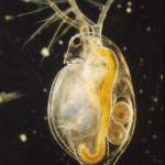 306Daphnia_pulex1